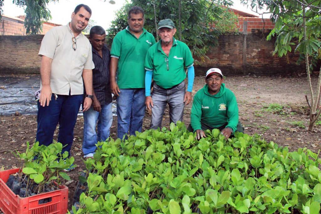 Prefeitura de Água Branca distribui mudas de caju para agricultores Prefeitura de Água Branca distribui mudas de caju para agricultores