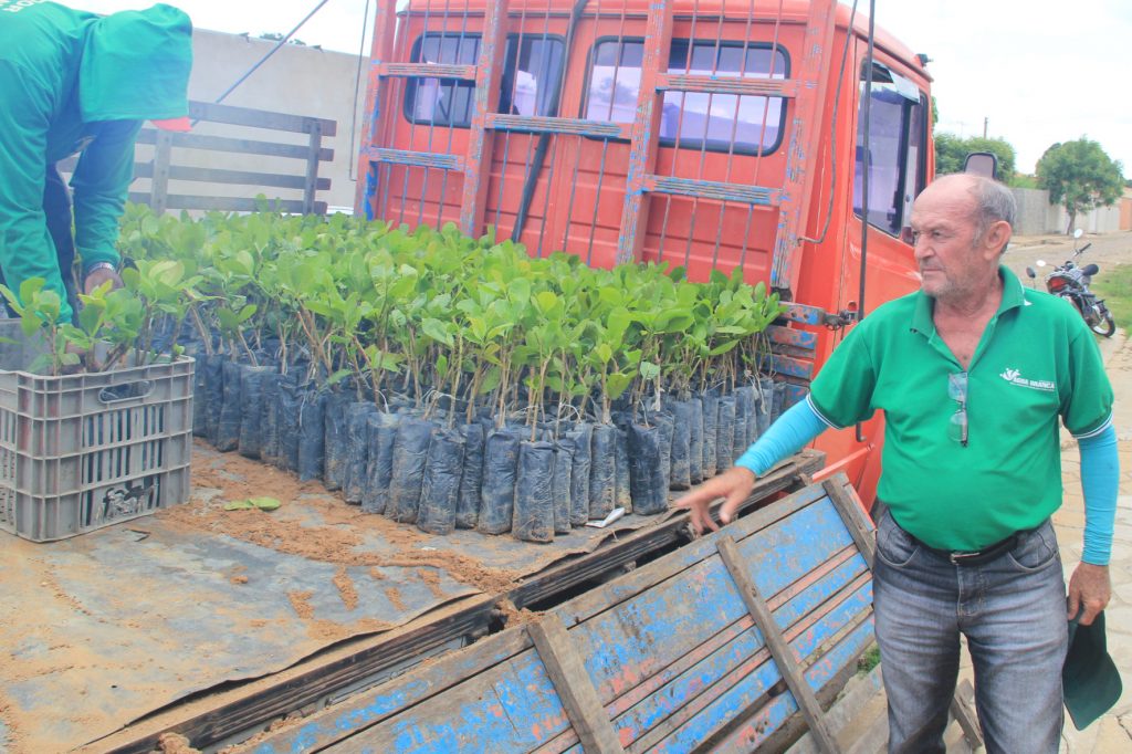 Prefeitura de Água Branca distribui mudas de caju para agricultores